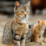 Fangspiel: Katzenmama und Katzenbabies