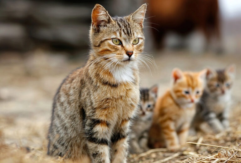 Fangspiel: Katzenmama und Katzenbabies